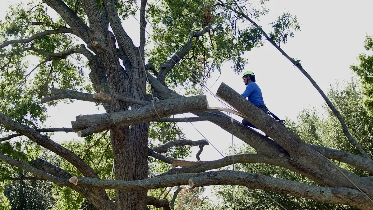 Professional Crown Thinning performed by certified arborists in Emerald Isle