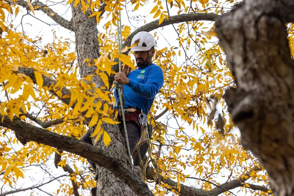 Skilled Tree Pruning crew working in Emerald Isle