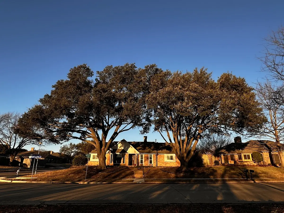 Established residential canopy tree shading a home in Emerald Isle